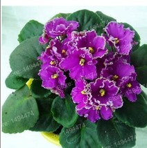 200Pcs African Violet Seeds Purple Damask Petala With White Edge Fresh Seeds - £5.28 GBP