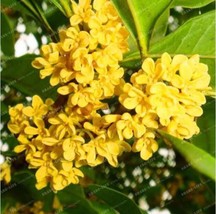 Osmanthus Fragrans Seed Charming And Fragrant Sweet Olive Tree Seed Cultivated A - $8.36