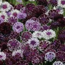 100 Bachelors Button Classic Magic Mix Seeds USA SELLER - £6.39 GBP