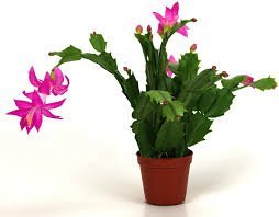 200 seeds Schlumbergera Cactus Christmas Bonsai Item image 3