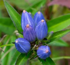 200 Blue Bottle Gentian {Gentiana andrewsii} seeds Free Shipping! - $7.49