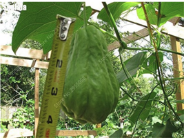 30 pcs/ bag Bonsai Chayote Seeds Outdoor Non-GMO Succulent Pumpkin Fruit Vegetab - £4.05 GBP