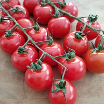 Chadwick Cherry Tomato Seeds Organic Fast Shipping - £5.94 GBP