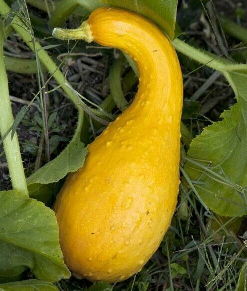 BStore 30 Seeds Squash Golden Crookneck Yellow Summer Garden Vegetables  Item image 2