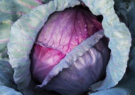 300+ RED ACRE CABBAGE SEEDS  GROW HEALTHY garden VEGETABLE culinary  - £8.07 GBP