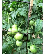 Czech Bush Tomato - perfect for container planting - $97.85 MXN