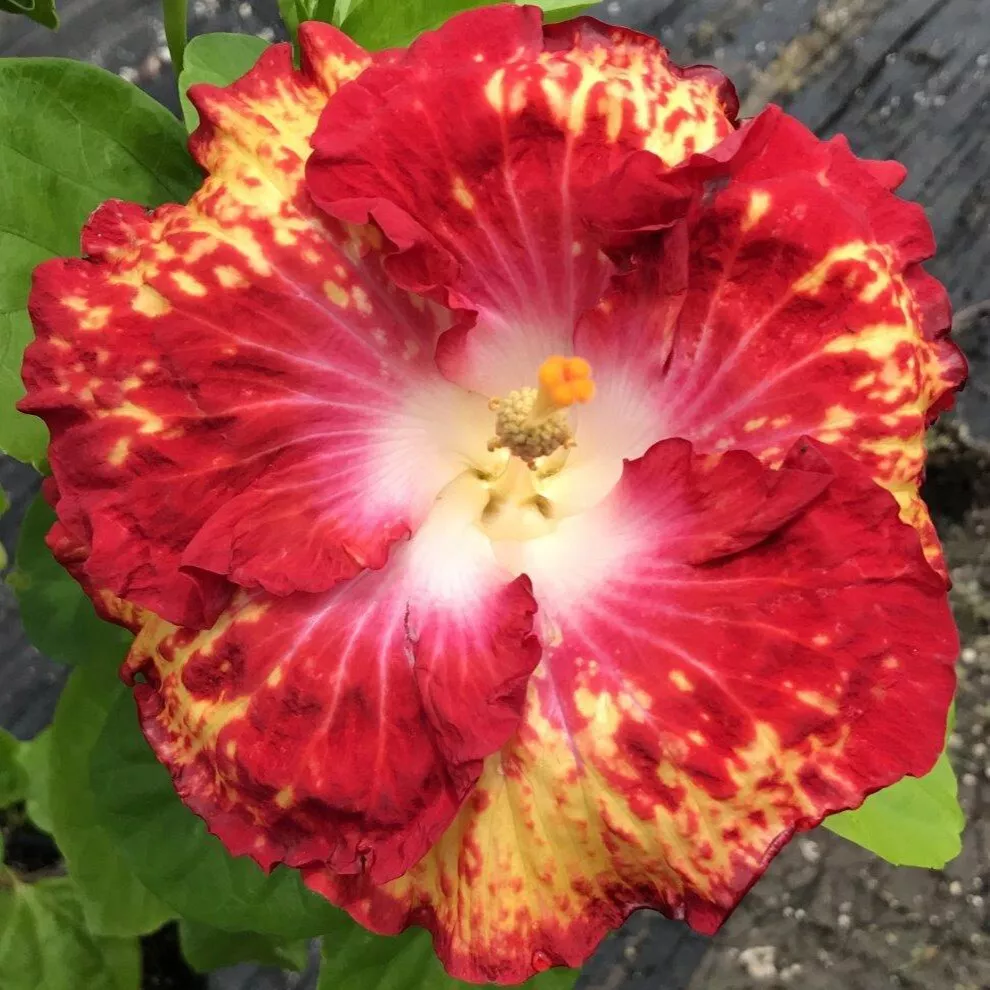 15+ Seeds Hibiscus ‘White Hot  house plant  garden flowers - $7.75