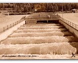 RPPC Pesce Scala Bonneville Dam Columbia Fiume Oregon O Cartolina M20 - £2.37 GBP