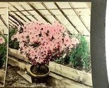 Hand Colored Azalea Bush Flowers Blos Plant In Full Bloom Stereoview Photo - £8.57 GBP