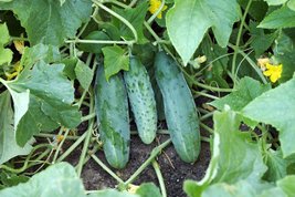 500 Organic Seeds Cucumber Marketer Heirloom NON GMO - £14.83 GBP