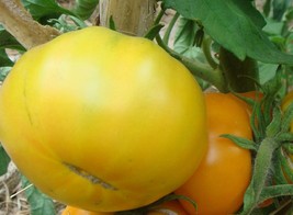 Azoychka Tomato Seeds Yellow Russian Variety 30 Fresh Garden - £8.07 GBP