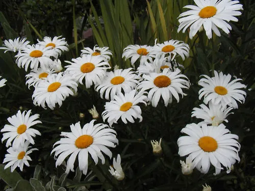 130 SEEDS daisy, SHASTA, DWARF, perennial, white flower - $7.99