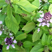 500 pack cinnamon basil seeds-a spicy and fragrant herb with manyes.-non... - $11.17