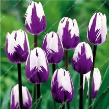 New 100 Pcs Tulip Seeds - Purple White Flowers (Not Bulbs) Fresh Seeds - £6.71 GBP