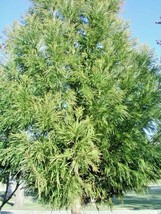 20 Yoshino Japanese Cedar Seeds Cryptomeria Japonica Yoshino USA Shipping - $10.80