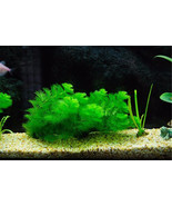 200 seeds/pk. New aquarium grass seeds (mix) water aquatic plant seeds. ! - $244.26 MXN