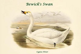 Cygnus Minor - Bewick&#39;s Swan by John Gould - Art Print - £17.39 GBP+
