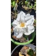 Blanc Double de Coubert rugosa rose plant - $24.75