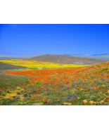 THJAR 1000 MIXED Colors CALIFORNIA POPPY Eschscholzia Californica Flower... - $4.99