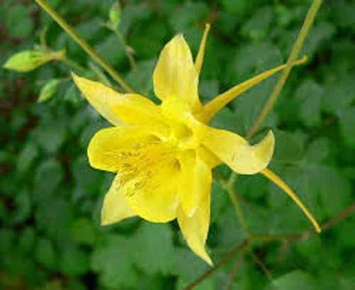 25+  Yellow Aquilegia Flower Seeds / Perennial - $14.56