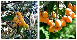 Loquat Fruit Tree Seeds 20PCS Seeds - £24.40 GBP
