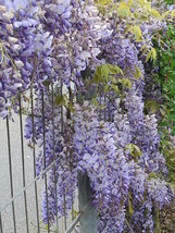 HS 5 Japanese Wisteria Floribunda Flower Purple Ornamental Vine Climber Seeds - £4.48 GBP