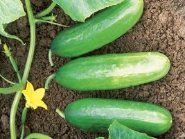 Cucumber mini seeds - 30seeds - code 013 - $4.99