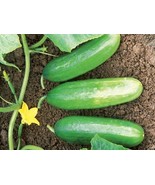 Cucumber mini seeds - 30seeds - code 013 - $91.84 MXN Cucumber mini seeds - 30seeds - code 013 - $91.84 MXN