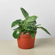 25 Seeds Philodendron Plant Birkin Fast US Shipping - $9.50