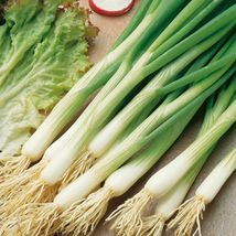 JR 250 White Lisbon Onion Seeds | Scallion / Bunching | Non-GMO - £3.92 GBP