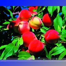 New Fresh Middle Sized Nectarine Smooth Skinned Peach Fruit Seeds Pack 2 Seeds / - $4.80