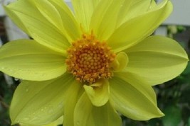 New! Mignon Yellow Dahlia Fower Seeds - $9.94