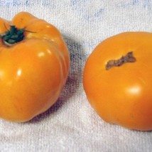 Frees Shipping Dr. Wyche&#39;S Yellow Tomato Grown To Organic Standards USA Seller - £13.62 GBP