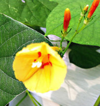 FROM US 16 Seeds Ipomoea Hederifolia Morning Glory Yellow Orange Trumpet Pumpkin - £24.89 GBP