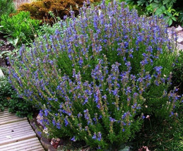 Hyssop Herb Seeds Decorative Aromatic Herbal Remedy 100 Count Pkt. Garden Fresh  - £11.74 GBP