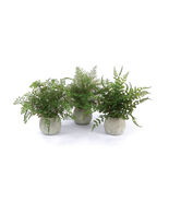 Potted Fern Plant in Grey Pot (Set of 3) - 441302 - $137.71