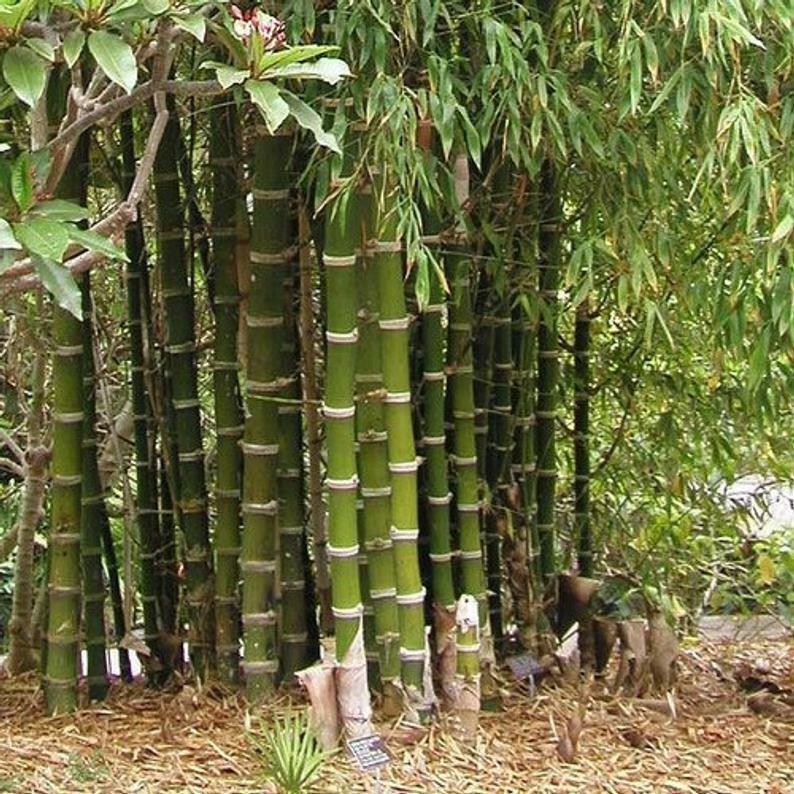 50 Giant Thorny Bamboo Seeds Privacy Climbing Shade Seed Fresh Gardening - $11.98