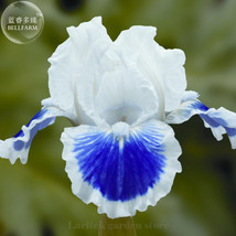 Louis Iris Tectorum Flower Seeds 20 Seeds Double Flowers White Petals With Blue  - $9.86