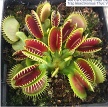 100Pcs Catchfly Potted Plant Seeds Venus Fly Trap Insectivorous Plant - $6.58