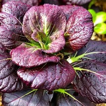 Purple Lady Bok Choy Seeds Pak Choi Purple Leaves Green Stem Pok Choy Asian Vege - £7.40 GBP