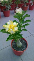 4 Rare Yellow White Desert Rose Seeds Adenium Perennial Flowers Beautifully Fres - £9.25 GBP