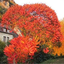 PWO Fresh Rhus Typhina Bonsa Torch Tree Seeds, Red - $4.48