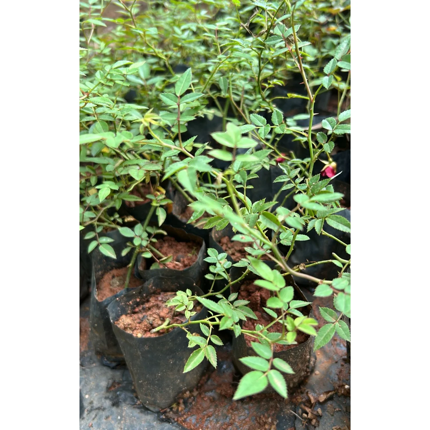 Seven Sisters Pink Rose Rambler – Established 2nd-Year Plant with Roots, Live - $66.00