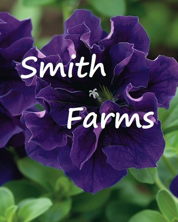 25 Seeds Royal Velvet Purple Petunia Flowers - $11.39