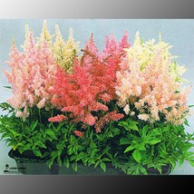 Mixed Astilbe Chinensis, Professional Pack, 100 Seeds / Pack, Very Beautiful Bon - £9.98 GBP