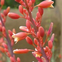 Red Yucca, Coral Yucca, Hummingbird Yucca  40 Seeds 2024   From US - $10.99