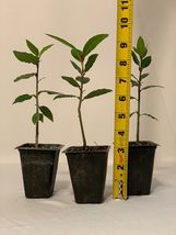 3 Bay Leaf Trees - 3-6&quot; Live Plants - Sweet Bay Laurel - Laurus nobilis - H0 - £84.72 GBP