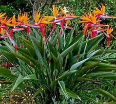 50 Bird Of Paradise Seeds Strelitzia Reginae Beautiful Colorful Flower Plant Fre - £24.16 GBP