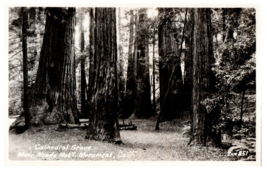 Zur-851 Cathedral Grove Muir Woods National Monument California RPPC Postcard - £11.81 GBP