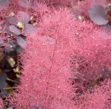 Purple Smoketree Cotinus Coggygria Purpureus 20 SeedsFrom US - $8.35